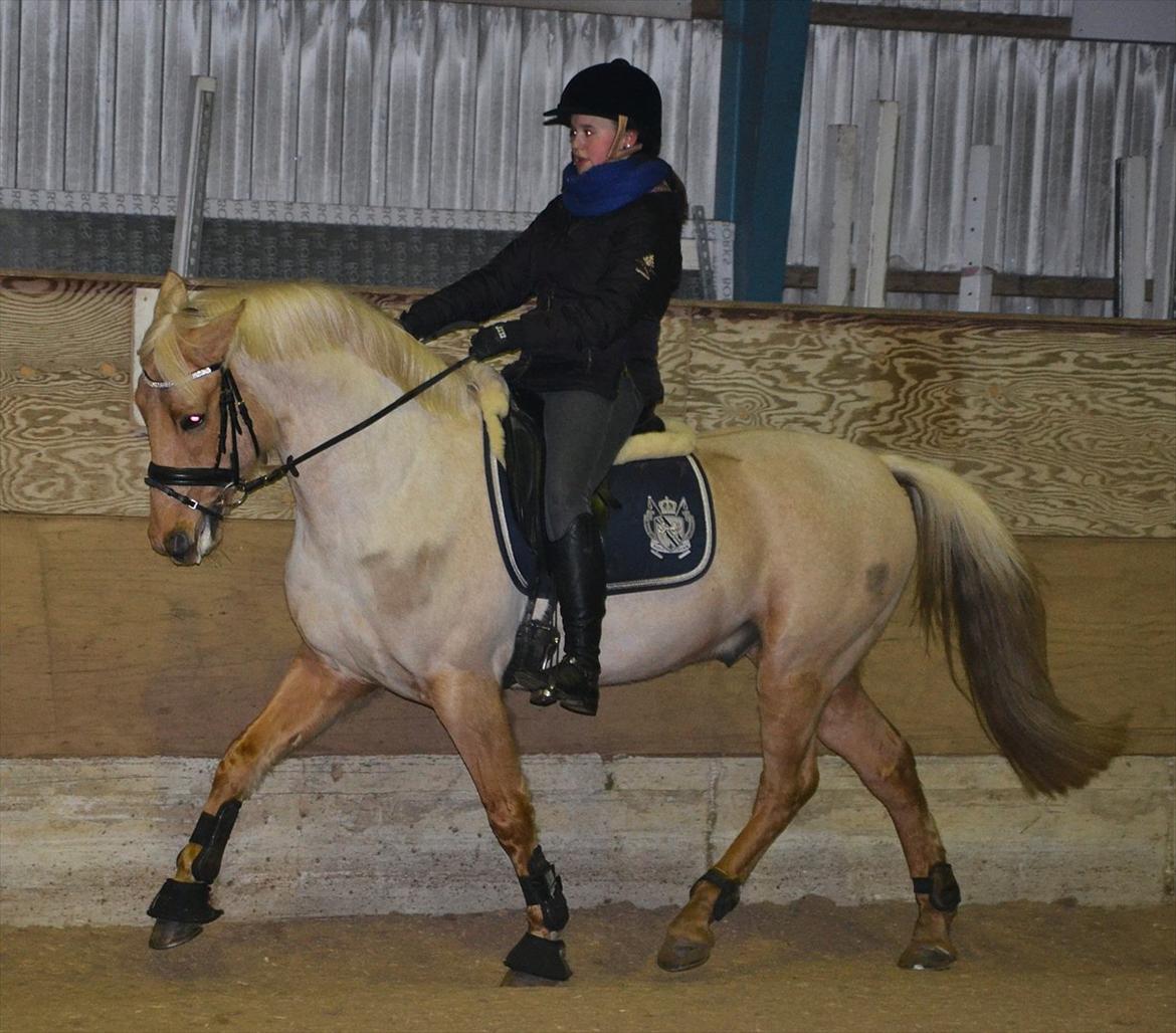 Palomino Golden Josty  - 2// Træning med stjernen! <3 billede 2