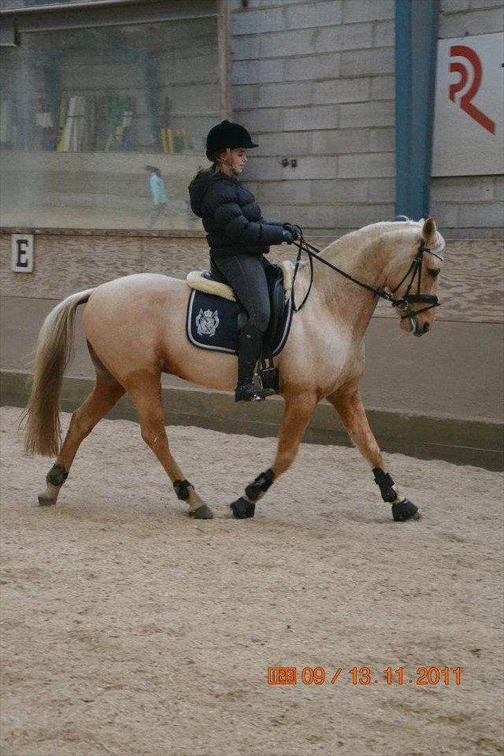 Palomino Golden Josty  - 3// <3 billede 3