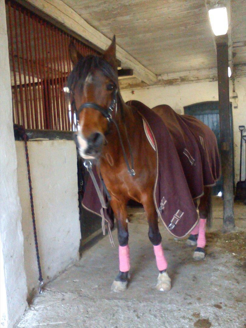 Anden særlig race lady billede 8