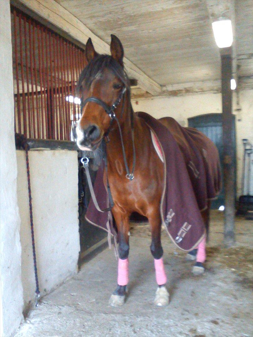 Anden særlig race lady billede 13