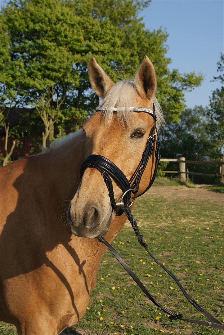 Palomino Golden Josty  - 4// Den smukke :* billede 4