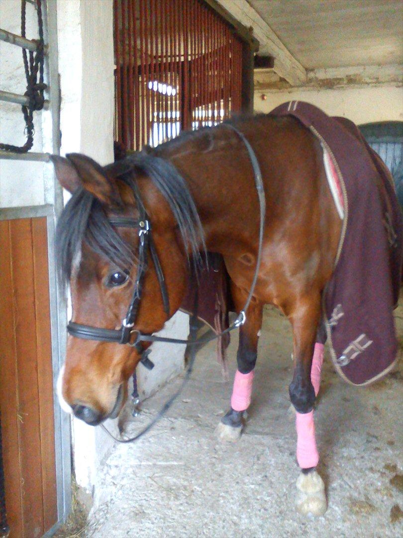 Anden særlig race lady billede 6