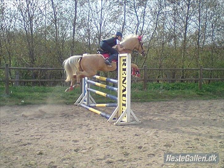 Palomino Golden Josty  - 5// Frederikke og Justy! <3 billede 5