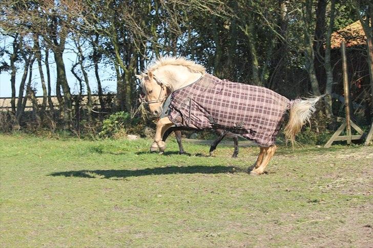 Palomino Golden Josty  - 6// Justy giver den gas! <3 billede 6