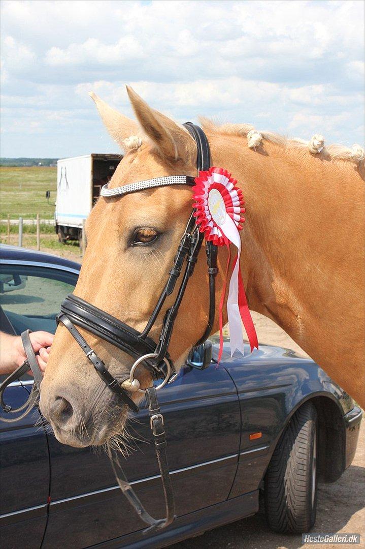 Palomino Golden Josty  - 7// Thorsø 1. plads <3 billede 7