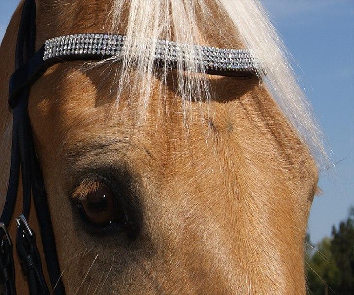 Palomino Golden Josty  - 8// Den dejlige!  billede 8