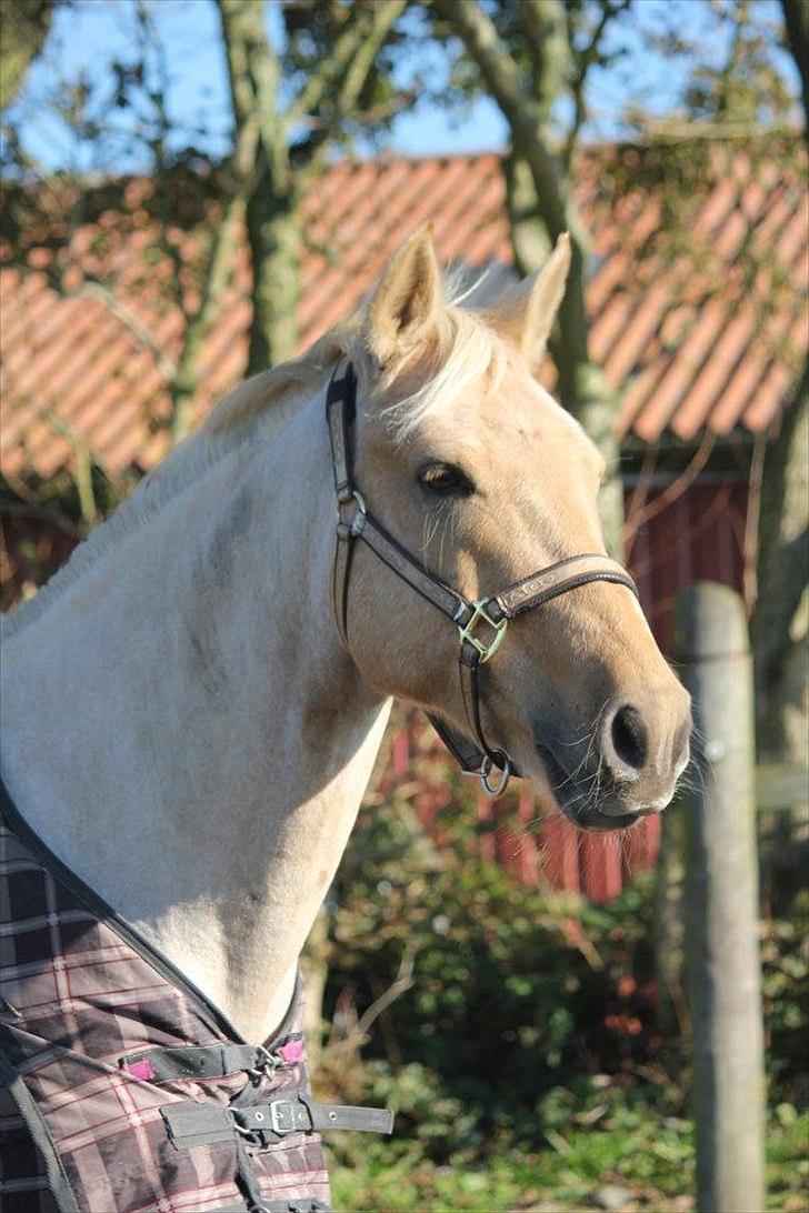 Palomino Golden Josty  - 1// Smukkere findes ikke! <3  billede 16