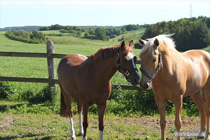 Palomino Golden Josty  - 9// Mit et&alt! <3 billede 9