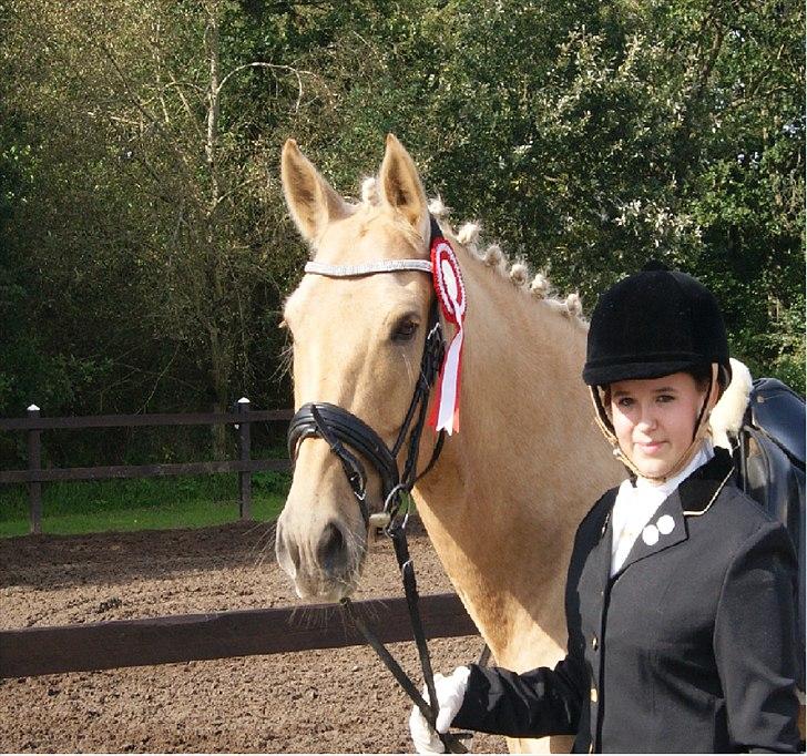 Palomino Golden Josty  - 10// Vasehus! 68% 1 Plads billede 10