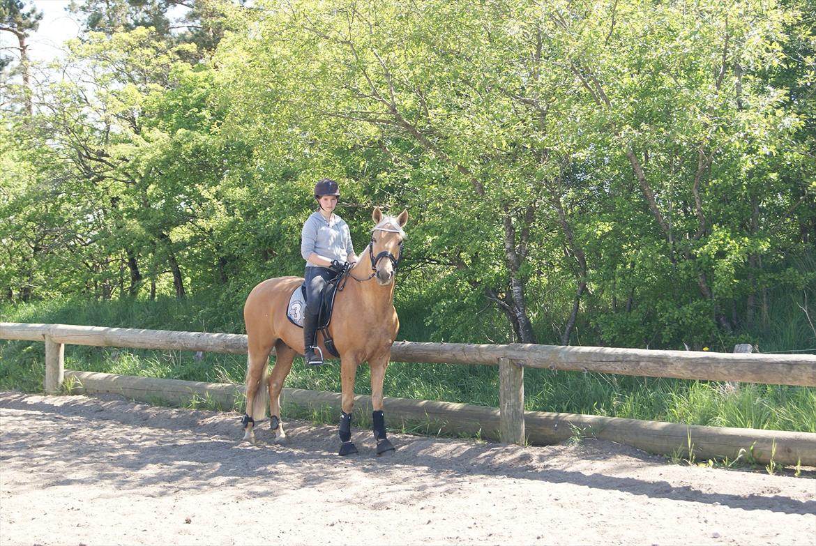 Palomino Golden Josty  - 11// Den første træning sammen! <3 :D billede 11
