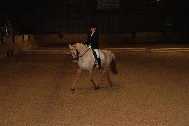 Palomino Golden Josty  - 12// Stævne på GDR! <3 billede 12