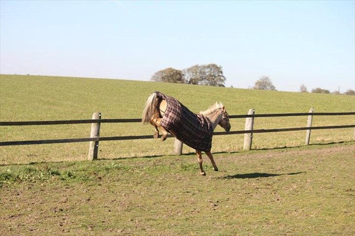 Palomino Golden Josty  - 13// Vild dyr <3 billede 13