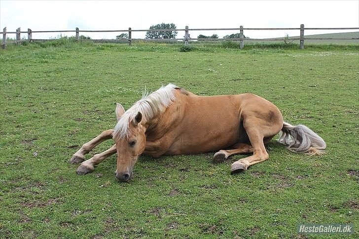 Palomino Golden Josty  - 14// Lidt dovenskab! <3 billede 14