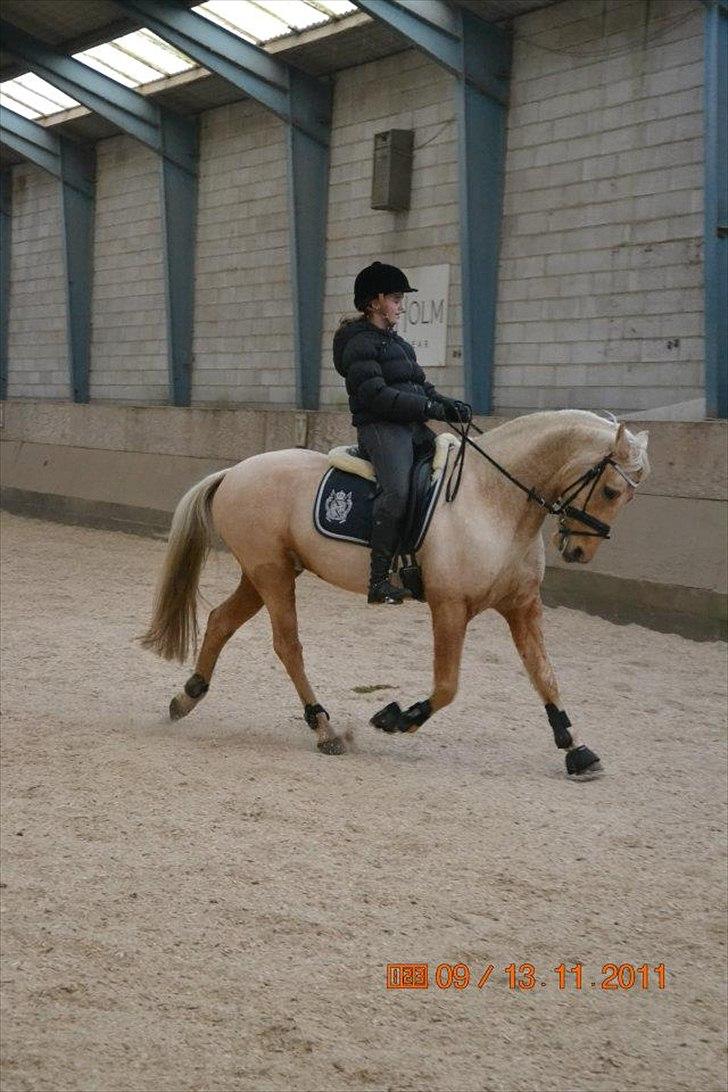 Palomino Golden Josty  - 15// MIn dejlig dreng <3 billede 15