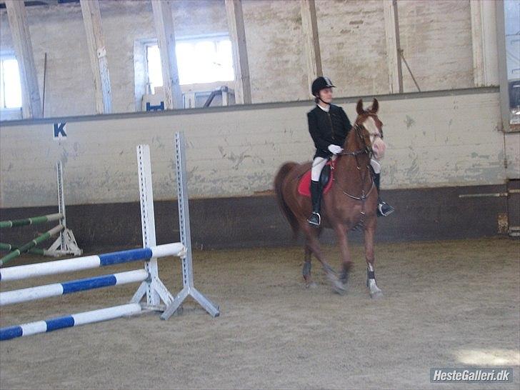 Arabisk fuldblod (OX) Lavina ox *den bedste* - stævne på hørs <3 billede 8