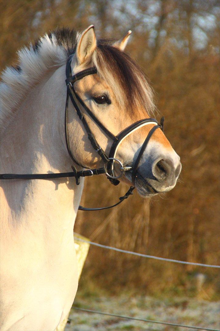 Fjordhest Harald "Hedevang" (Håkon) - Fotograf: Pernille Kirstine billede 6