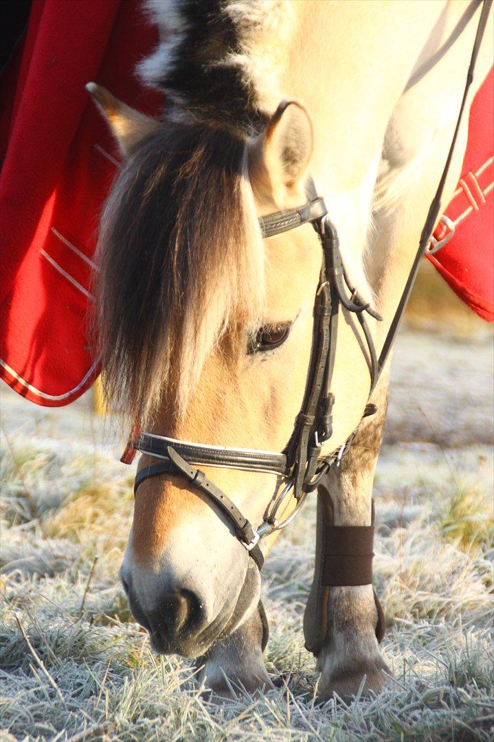 Fjordhest Harald "Hedevang" (Håkon) - Man kan altid spise græs!
Fotograf: Pernille Kirstine billede 8