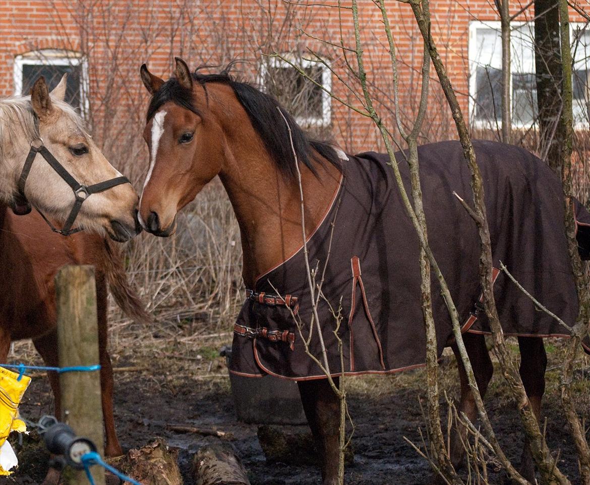 Arabisk fuldblod (OX) AC Bahiyya Jawahir -SOLGT billede 5