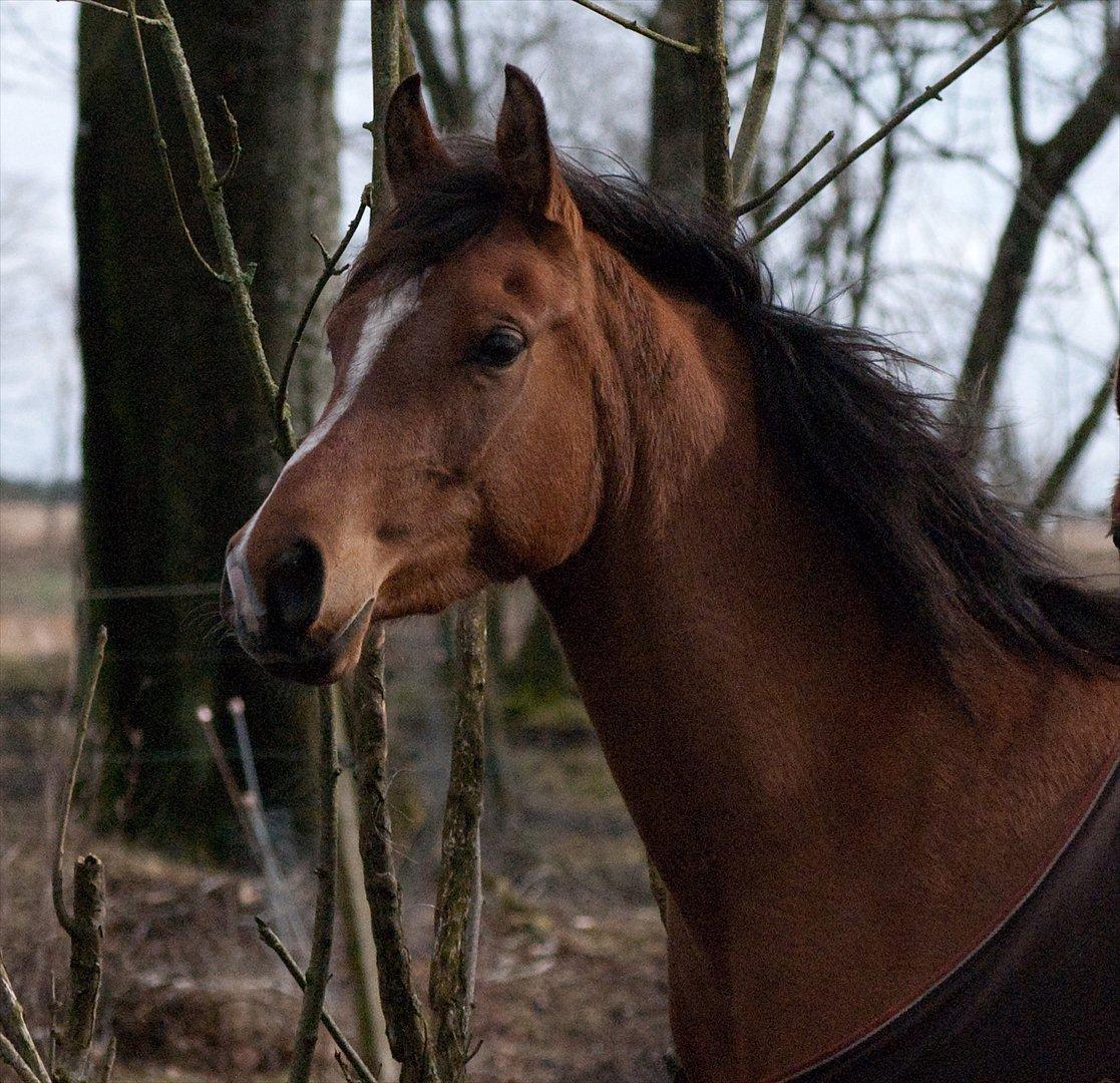 Arabisk fuldblod (OX) AC Bahiyya Jawahir -SOLGT billede 7