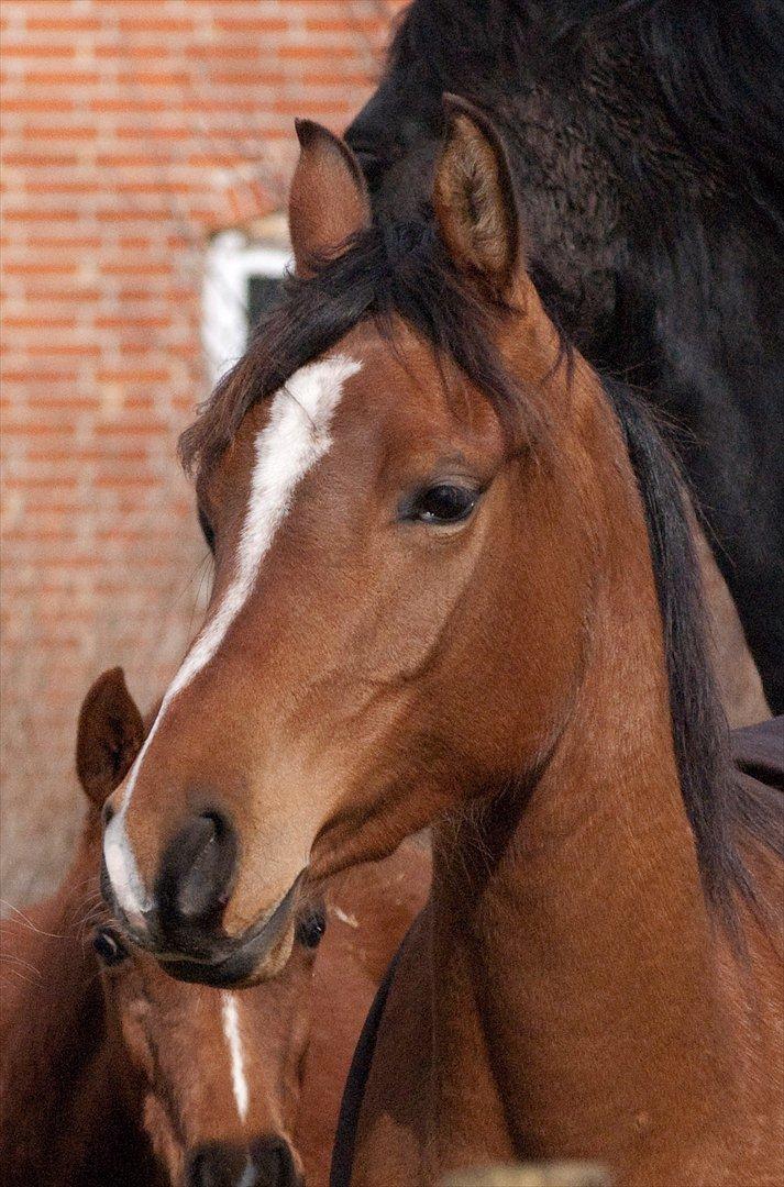 Arabisk fuldblod (OX) AC Bahiyya Jawahir -SOLGT billede 8