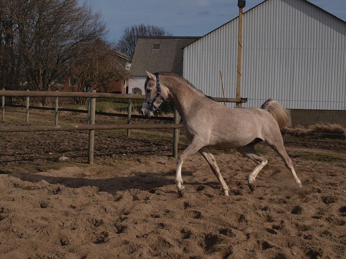 Arabisk fuldblod (OX) KI El Shaklero - Taget d.06.03.12 billede 22