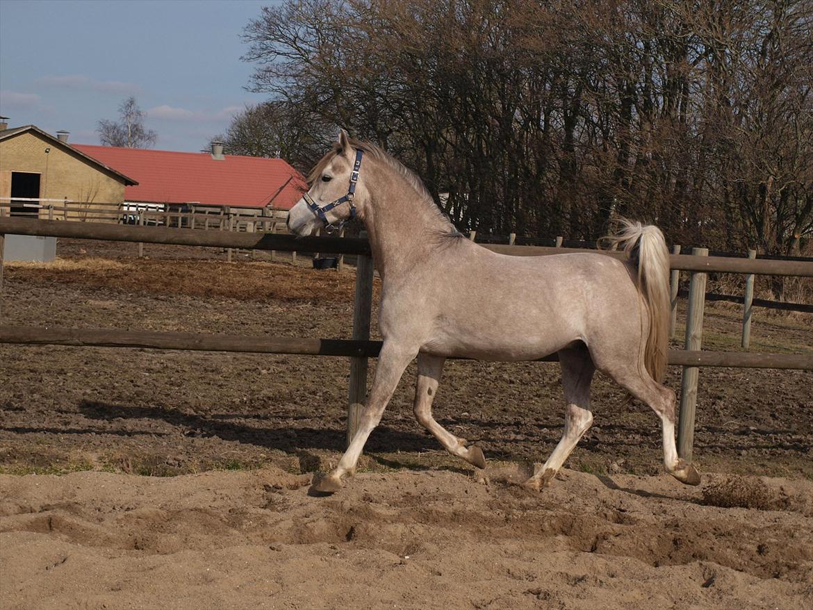 Arabisk fuldblod (OX) KI El Shaklero billede 23