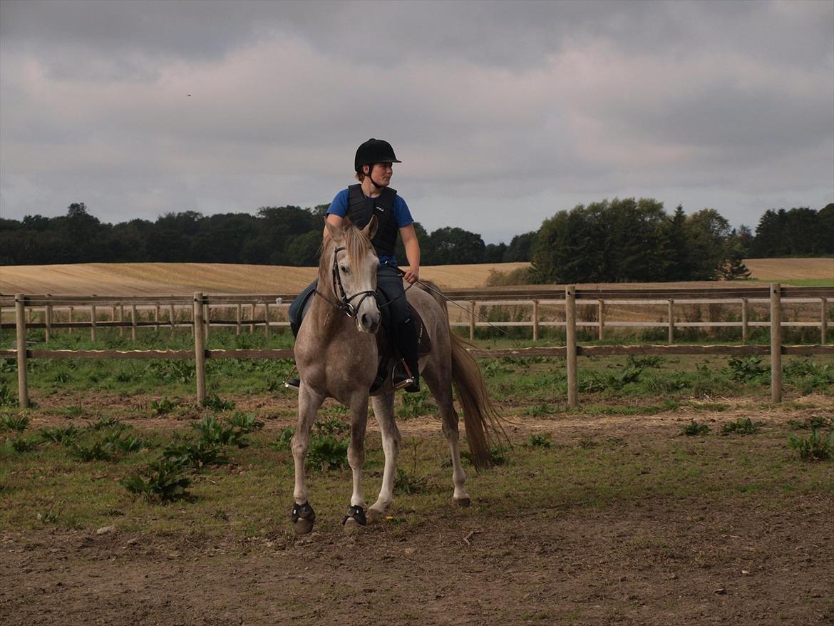 Arabisk fuldblod (OX) KI El Shaklero billede 24