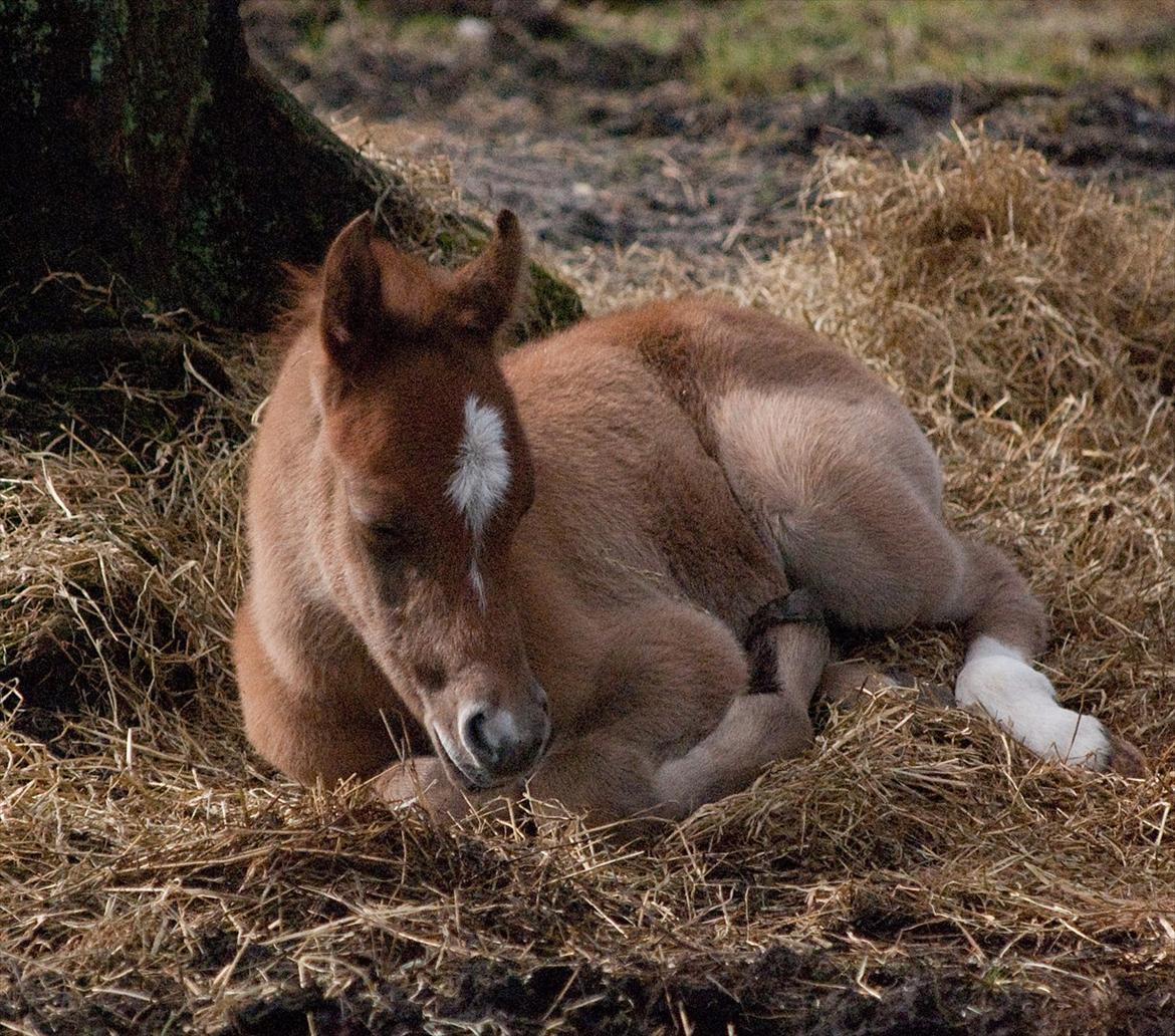 Arabisk fuldblod (OX) EA Dimetri´s Destination billede 10