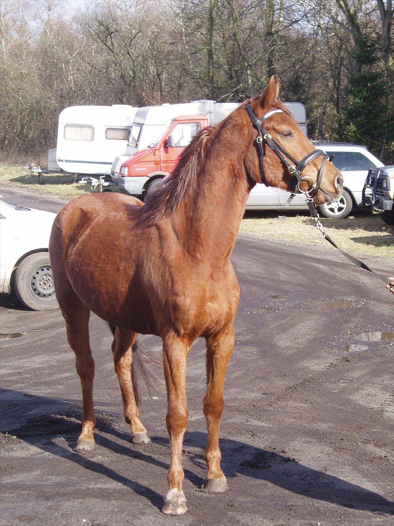 Dansk Varmblod lopez billede 9
