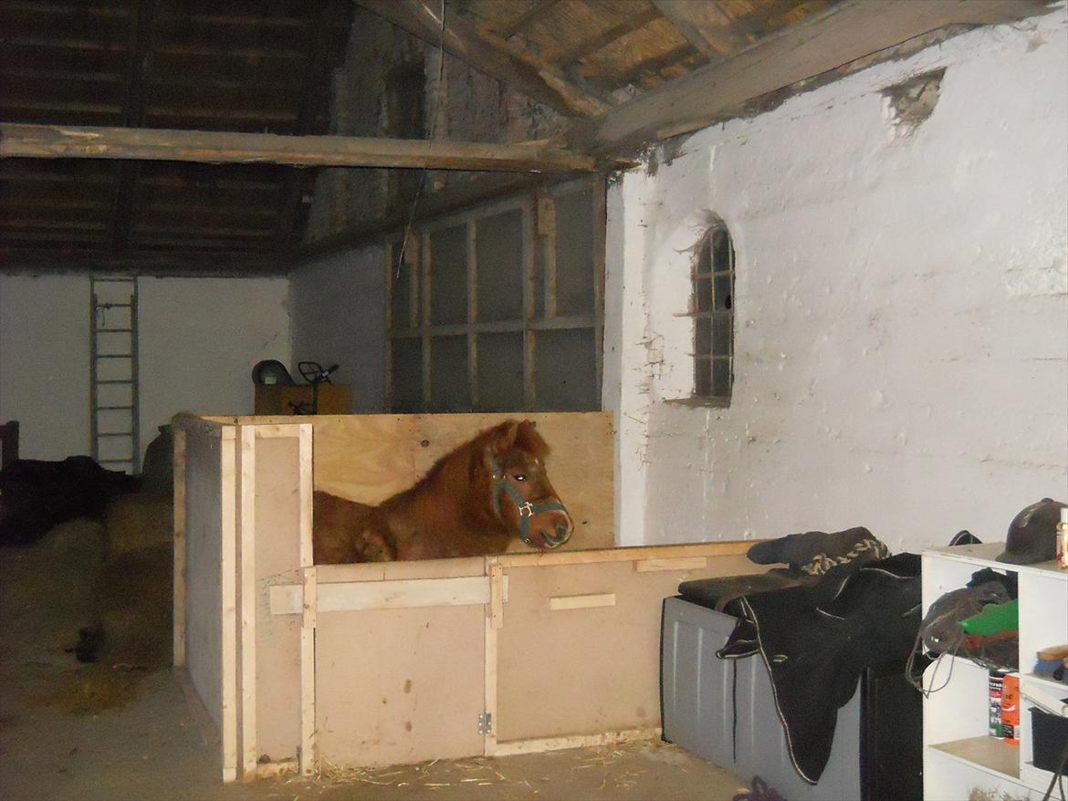 Shetlænder Coda *Troldepus* [Lånes] - Det min lille hjemmelavede boks...Boksen er lavet af en der hedder Torben billede 9