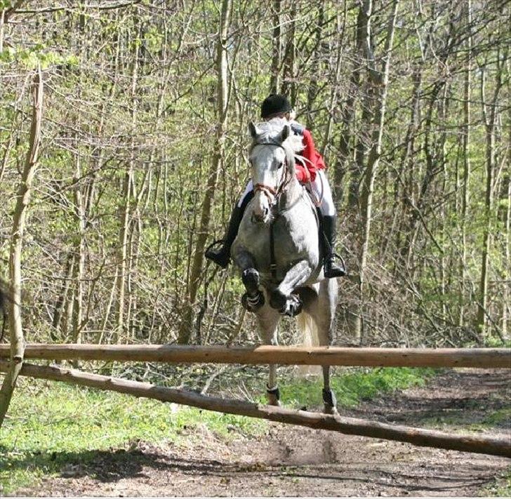 Dansk Varmblod Fransisco - Jagt april 2011 billede 12