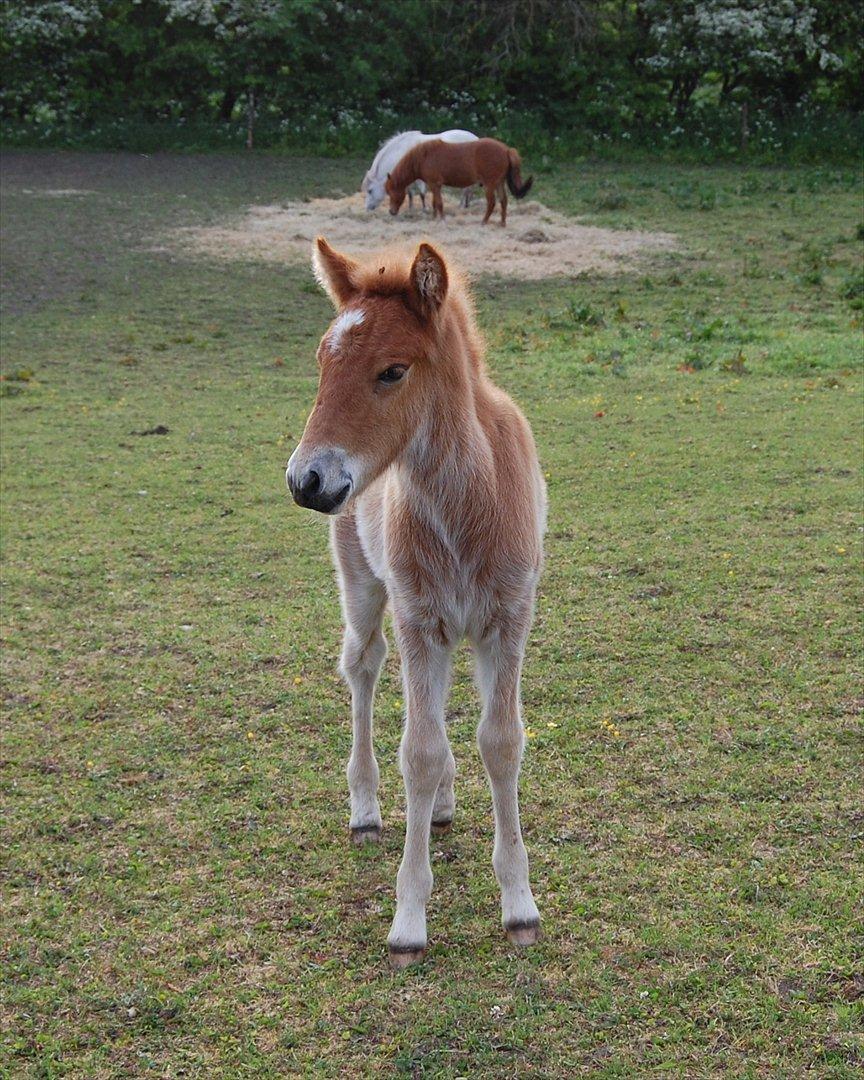 Islænder Dana fra Tranten *Solgt* - Da hun var føl, i år 2008!:-) billede 1