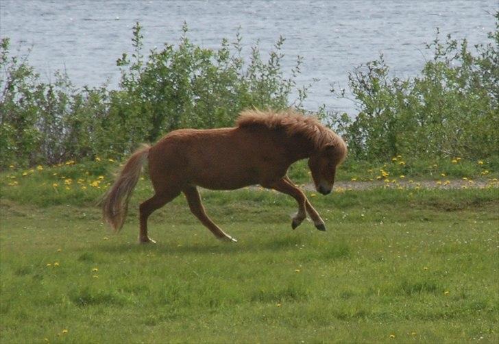 Islænder Dana fra Tranten *Solgt* billede 2