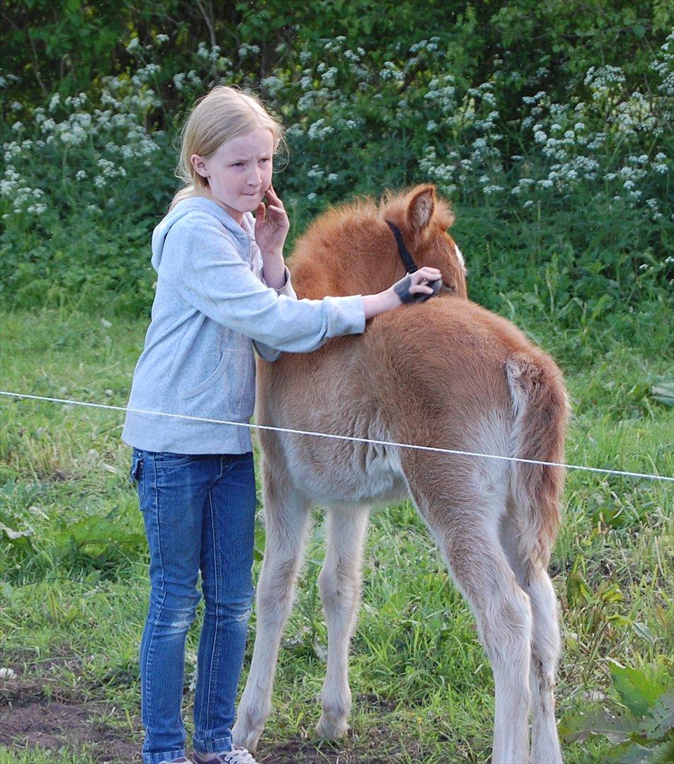 Islænder Dana fra Tranten *Solgt* - Da hun var føl, i år 2008!:-) billede 3