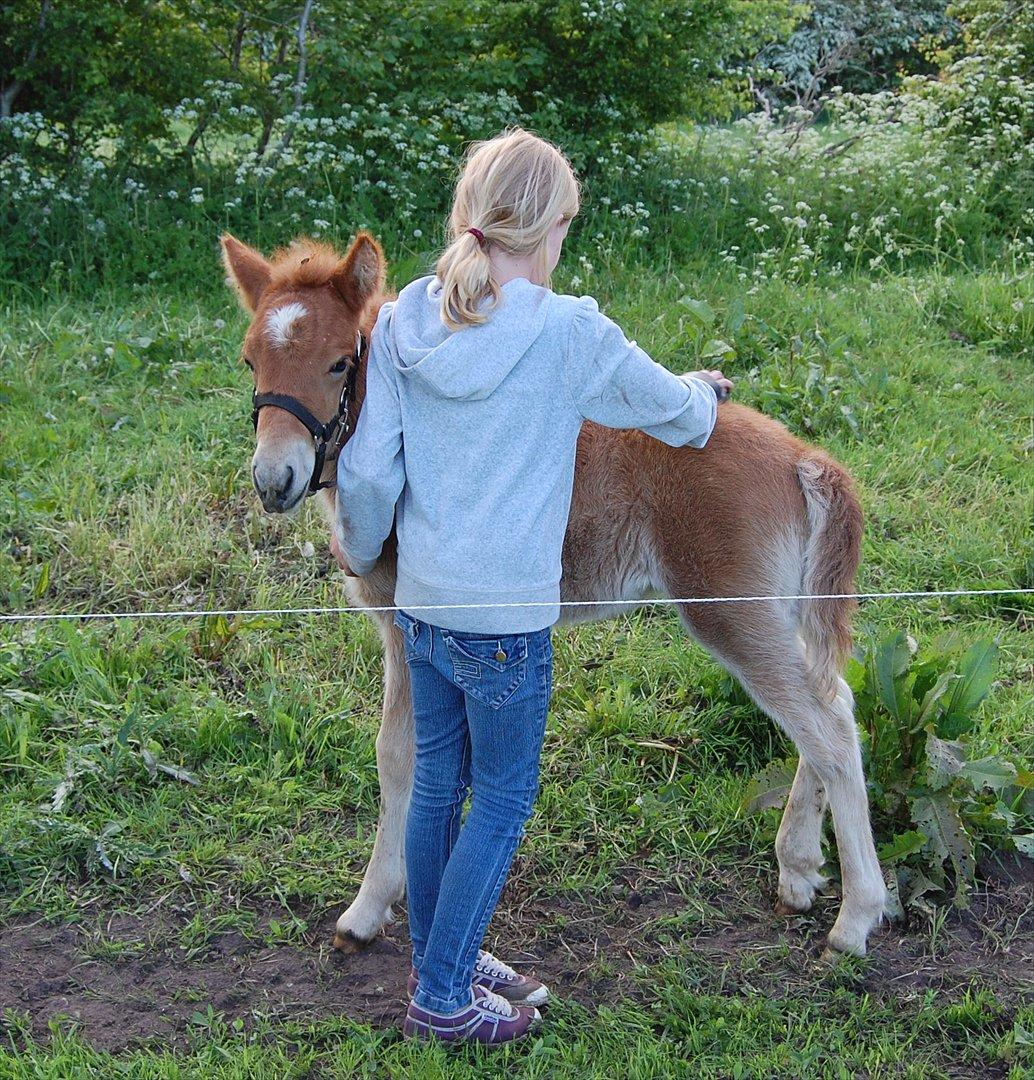 Islænder Dana fra Tranten *Solgt* - Da hun var føl, i år 2008!:-) billede 4