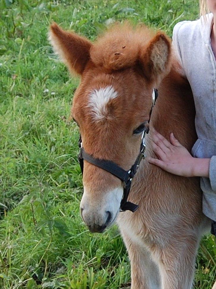 Islænder Dana fra Tranten *Solgt* - Da hun var føl, i år 2008!:-) billede 5