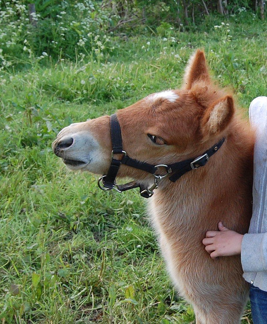 Islænder Dana fra Tranten *Solgt* - Da hun var føl, i år 2008!:-) billede 6