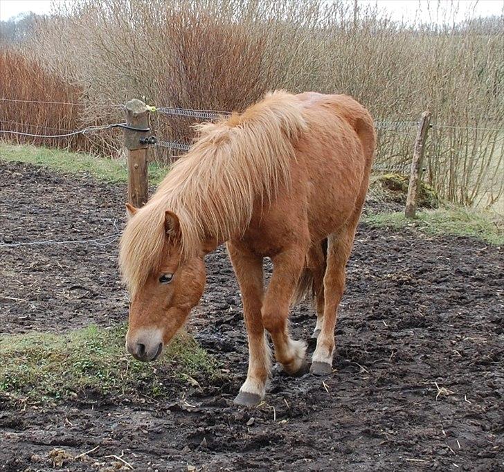 Islænder Dana fra Tranten *Solgt* billede 7