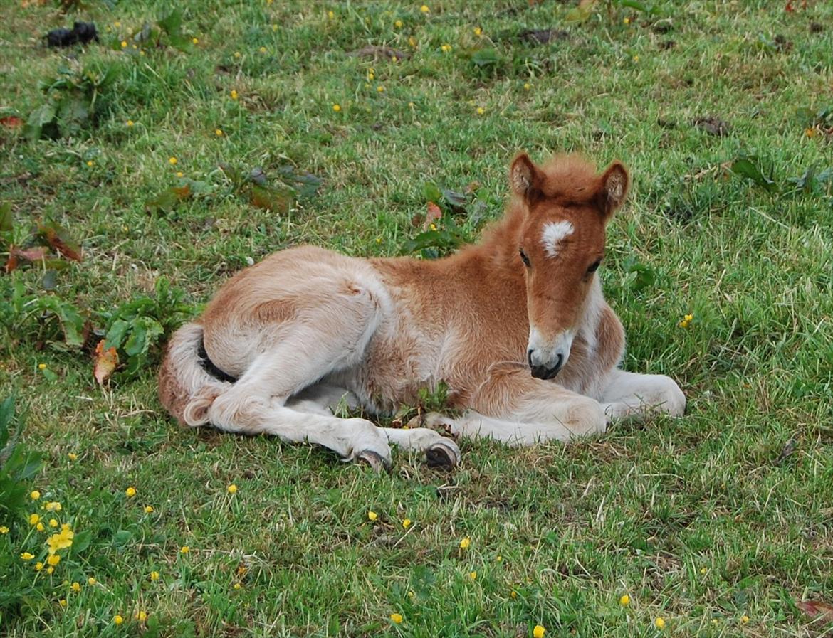Islænder Dana fra Tranten *Solgt* - Da hun var føl, i år 2008!:-) billede 8