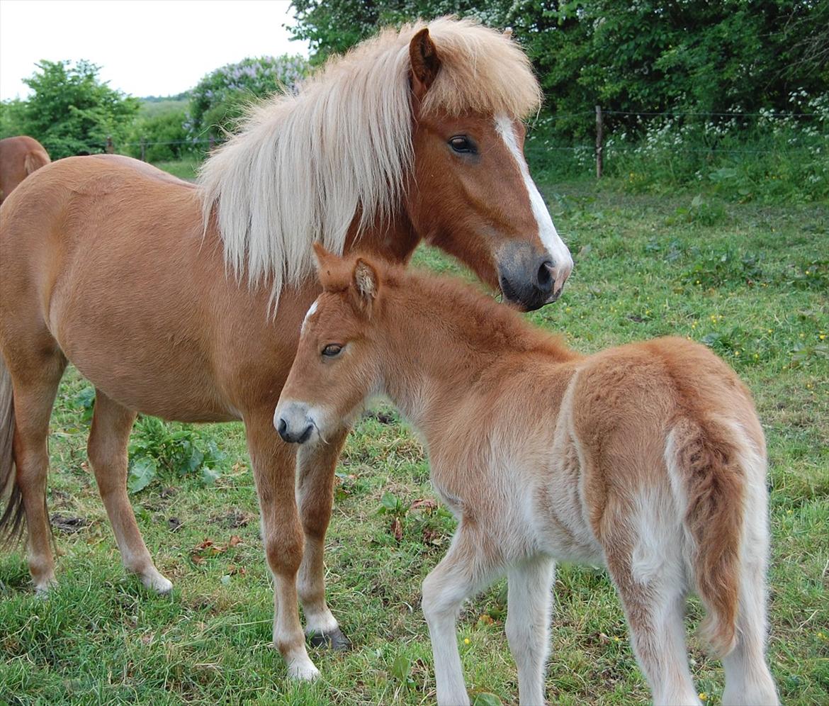 Islænder Dana fra Tranten *Solgt* - Da hun var føl, i år 2008!:-) billede 9