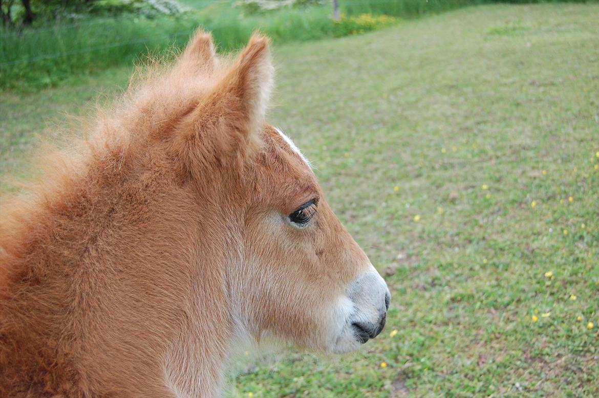 Islænder Dana fra Tranten *Solgt* - Da hun var føl, i år 2008!:-) billede 10