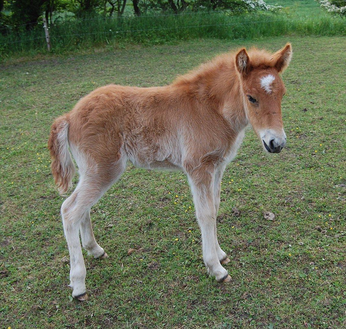Islænder Dana fra Tranten *Solgt* - Da hun var føl, i år 2008!:-) billede 11