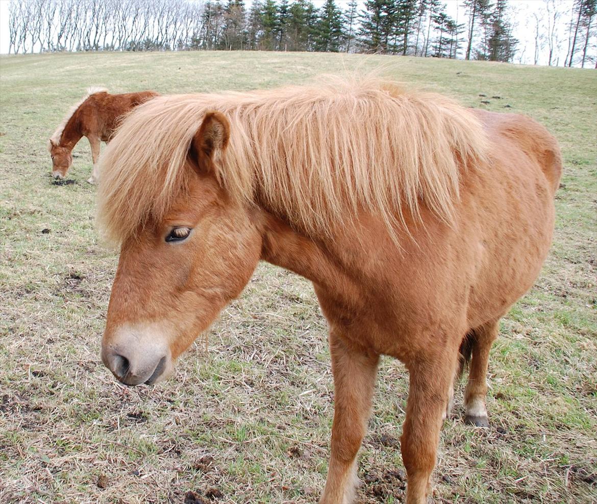 Islænder Dana fra Tranten *Solgt* billede 12