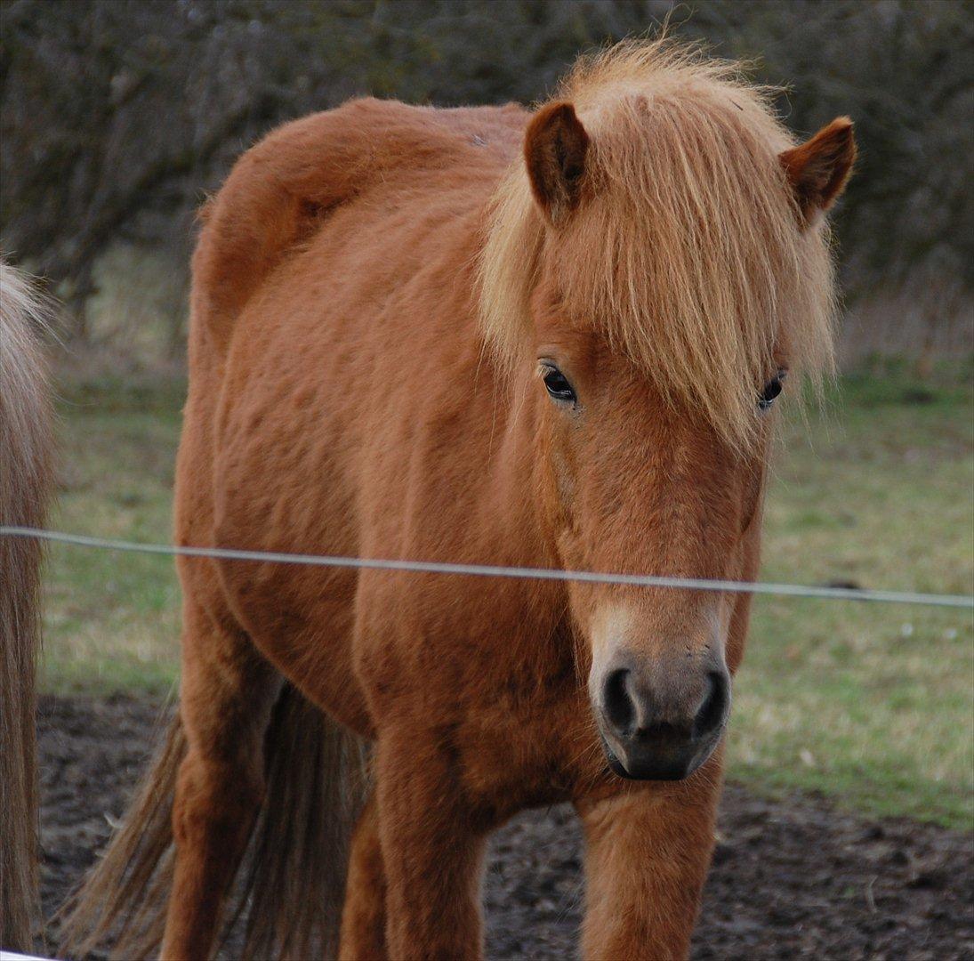 Islænder Dana fra Tranten *Solgt* billede 13