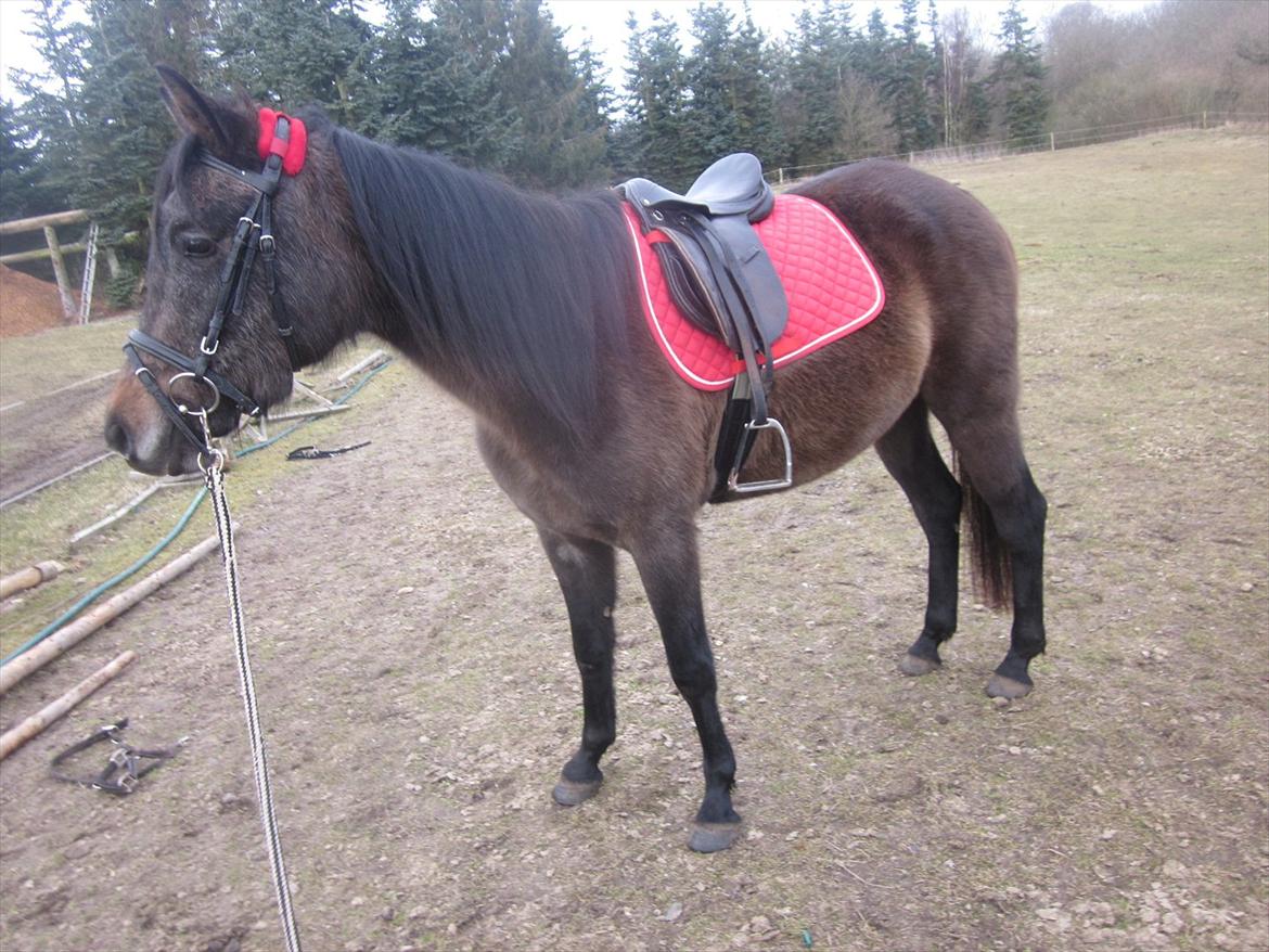 Anden særlig race Payback - Payback med alt sit udstyr på d. 10-03-2012 billede 19