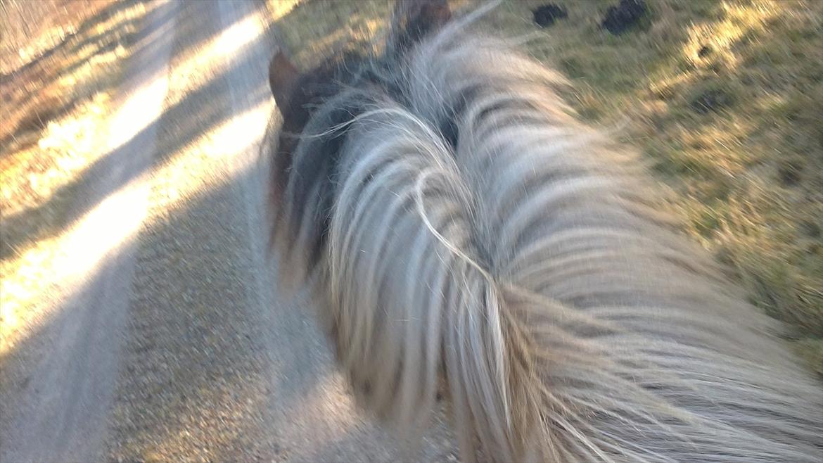 Fjordhest Maltus billede 16