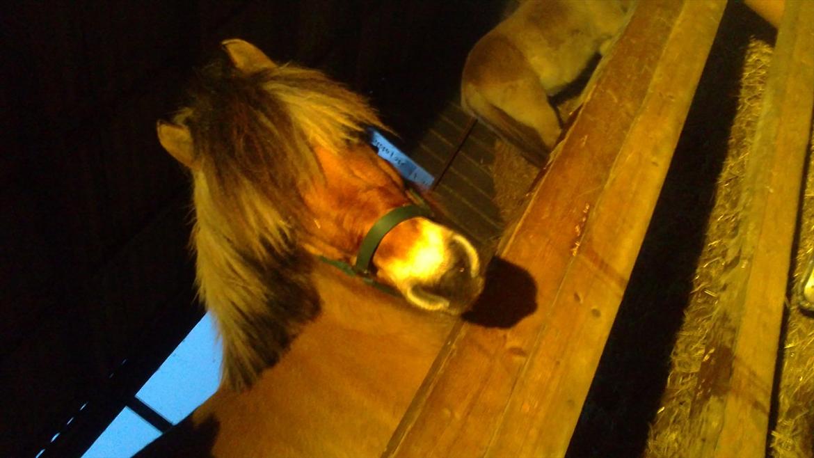 Fjordhest Maltus billede 17