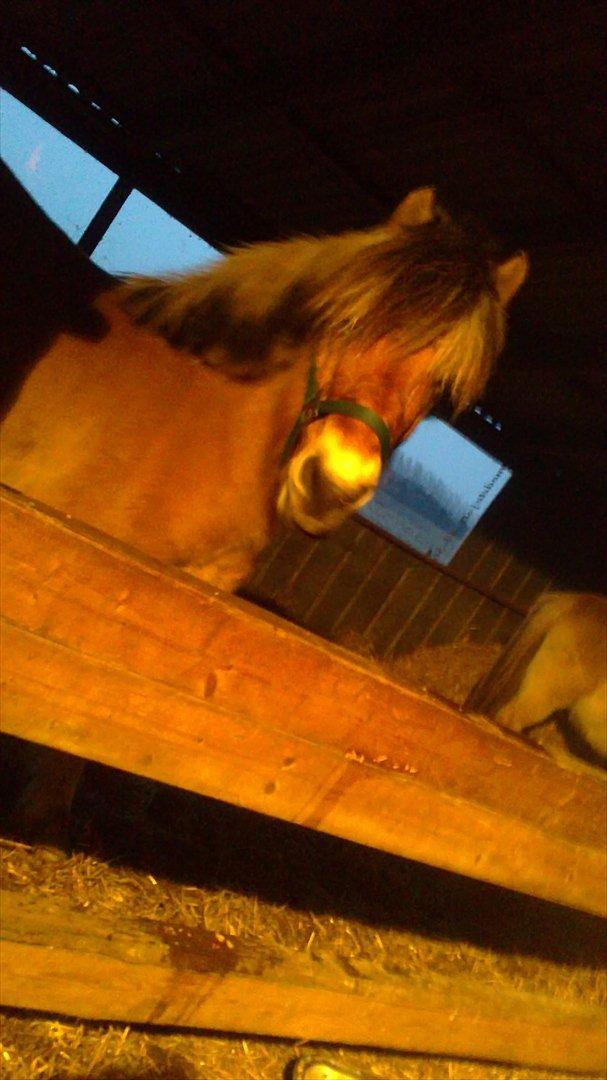 Fjordhest Maltus billede 18