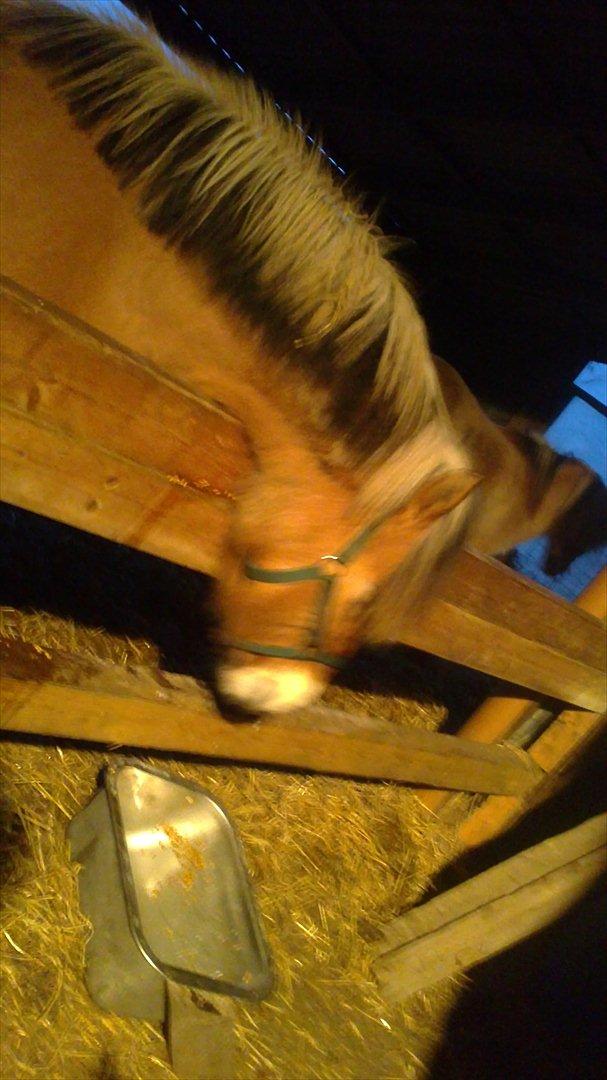 Fjordhest Maltus billede 19