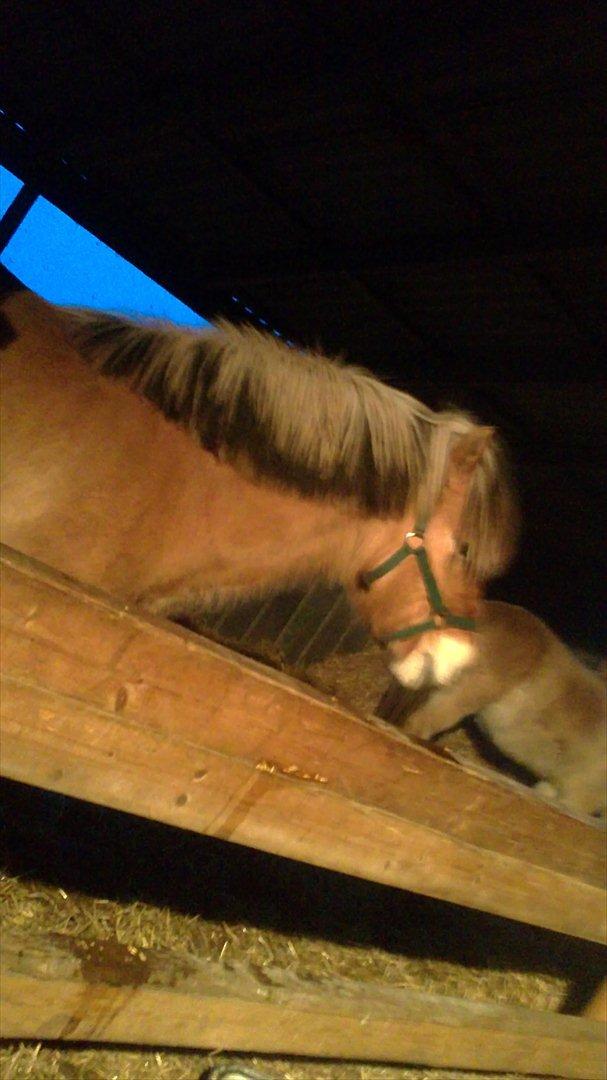 Fjordhest Maltus billede 20